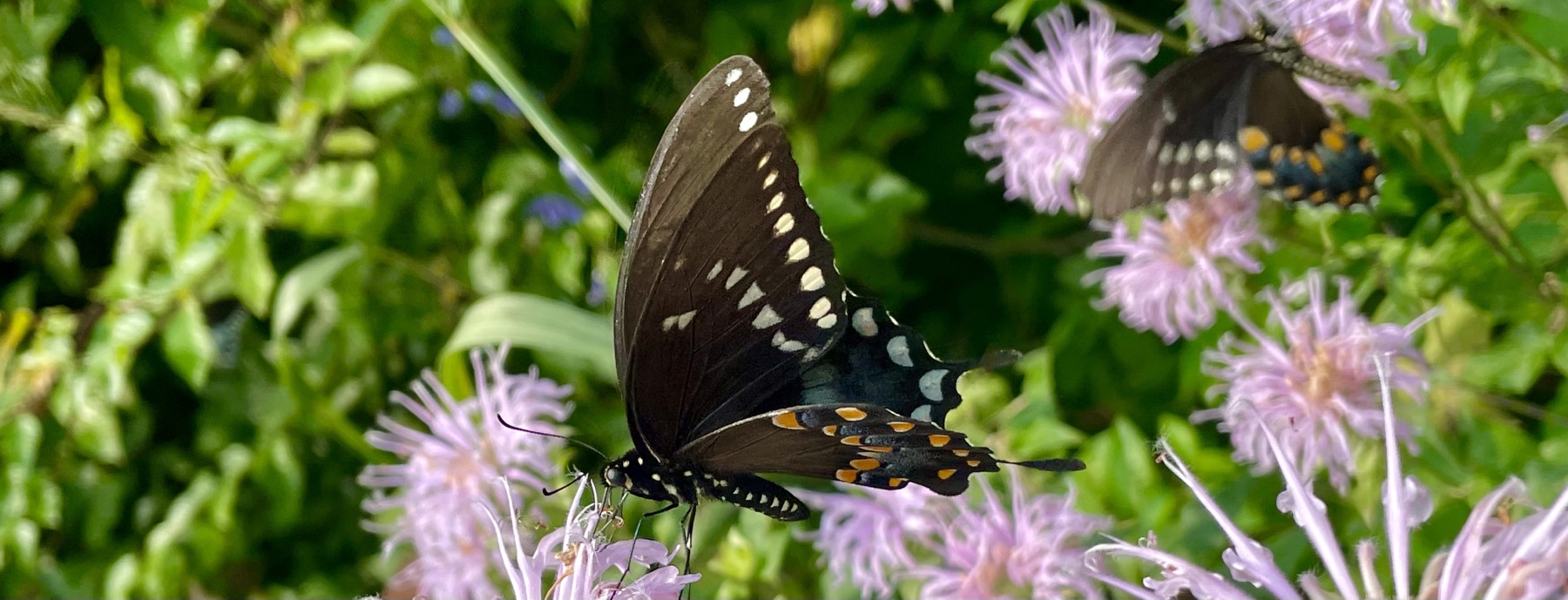 A black butterfly is gathering nectar from pale purple pink wildflowers. in tha background blurred foliage and another butterfly on similar flowers.